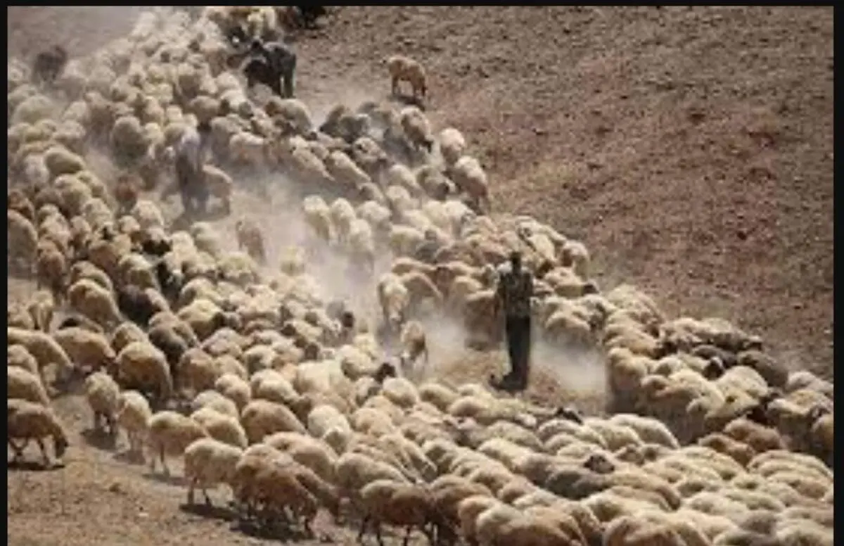 کشف ۴۱۰ راس احشام قاچاق در مرزهای هنگ مرزی دهلران 