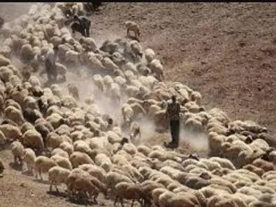 کشف ۴۱۰ راس احشام قاچاق در مرزهای هنگ مرزی دهلران 