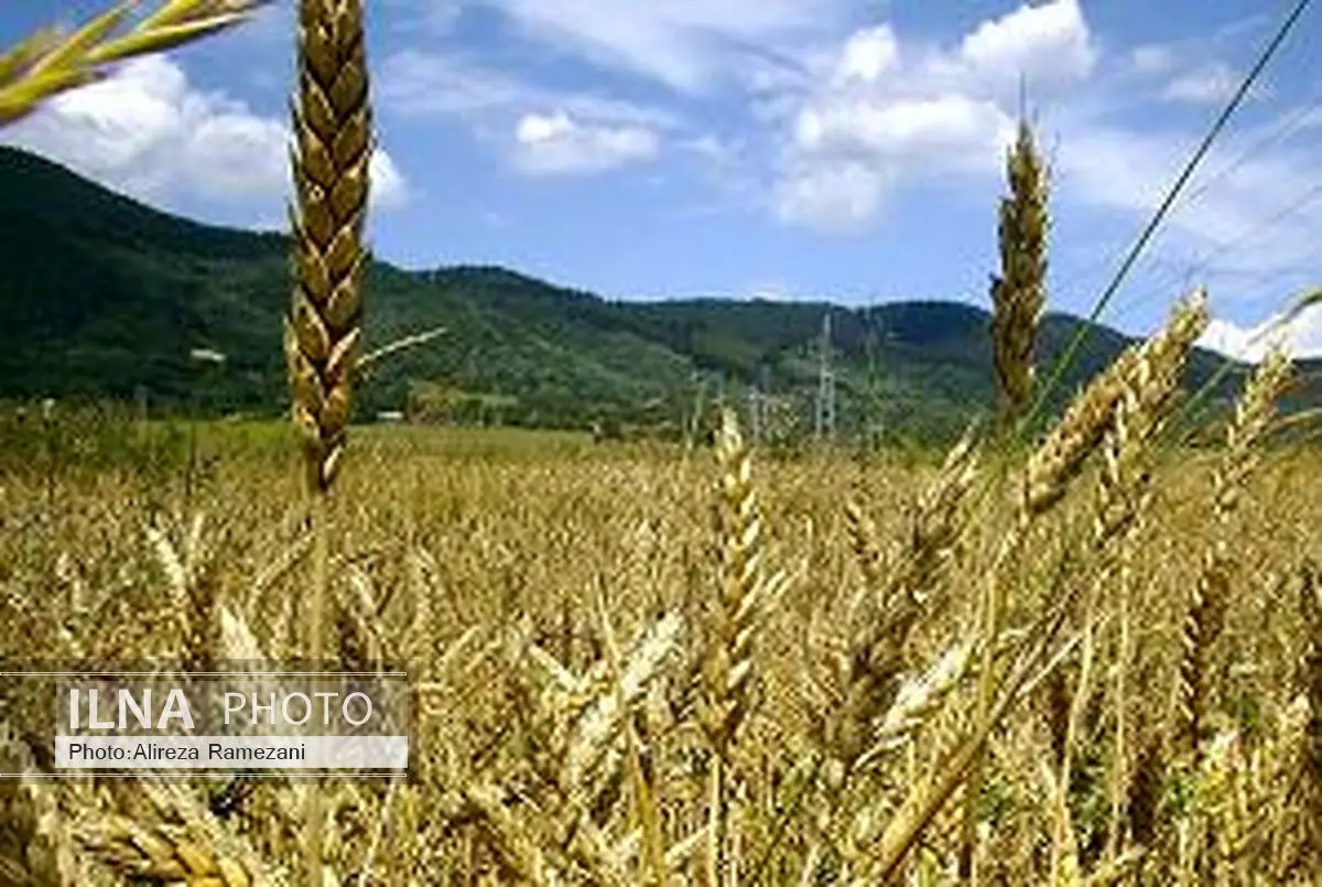 کاهش میزان سن زدگی گندم در سال جاری
