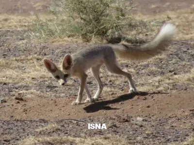 مشاهده گونه کمیاب روباه شنی در پناهگاه حیات وحش فردوس