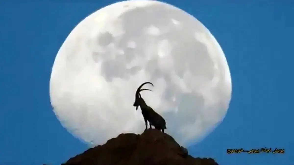 تصویری شگفت انگیز از یک بز کوهی بر فراز کوهی در نزدیکی بوشهر
