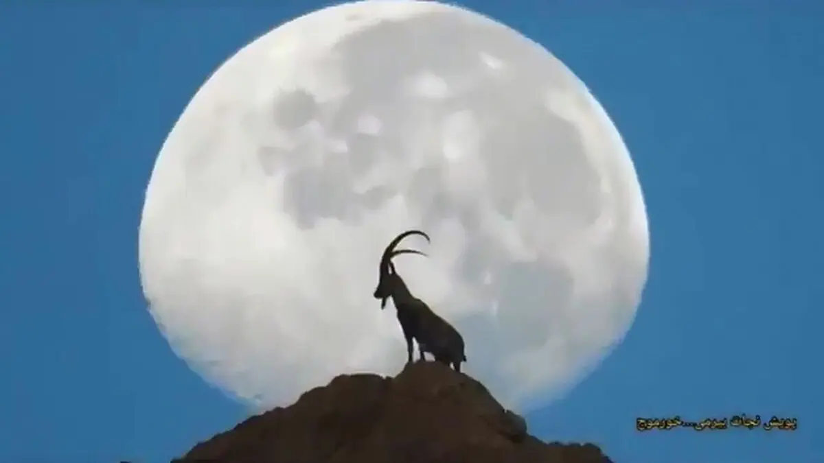 تصویری شگفت‌ انگیز از یک بز کوهی بر فراز کوهی در نزدیکی بوشهر