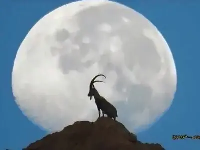 تصویری شگفت‌ انگیز از یک بز کوهی بر فراز کوهی در نزدیکی بوشهر