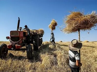 مطالبات گندمکاران شهرستان بوکان پرداخت خواهد شد