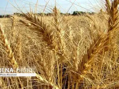 پیش‌بینی تولید بیش از 834 تن گندم در آذربایجان شرقی/ تعیین 35 مرکز خرید گندم تشکل‌های روستایی