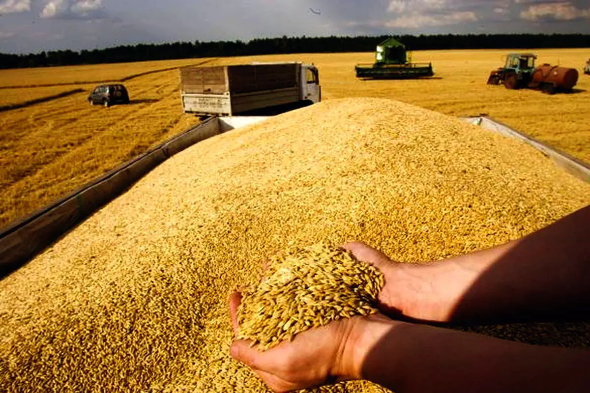 پرداخت ۴۰درصد از پول گندم‌کاران گلستانی