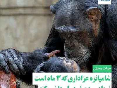 شامپانزه عزاداری که سه ماه است نوزاد مرده خود را رها نمی کند