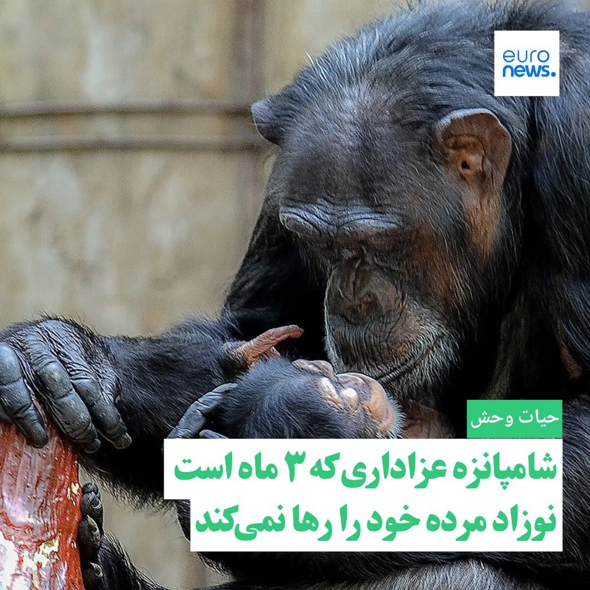 شامپانزه عزاداری که سه ماه است نوزاد مرده خود را رها نمی کند