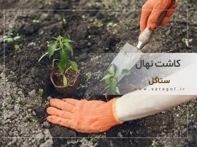 انواع کود و خاک گلدان در ستاگل