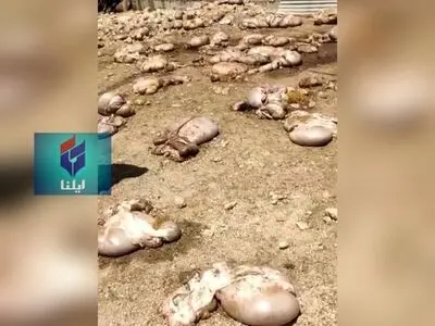 تایید مسمومیت دام های لالی/معدوم سازی دام های تلف شده/شهروندان به شایعات توجه نکنند