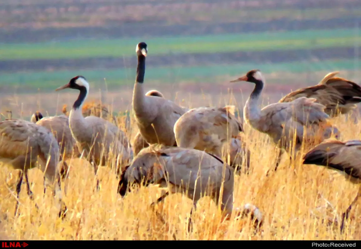 تایباد، میزبان زمستانی درنای خاکستری/ جریمه نقدی و حبس برای شکارچیان متخلف