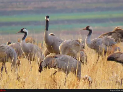 تایباد، میزبان زمستانی درنای خاکستری/ جریمه نقدی و حبس برای شکارچیان متخلف