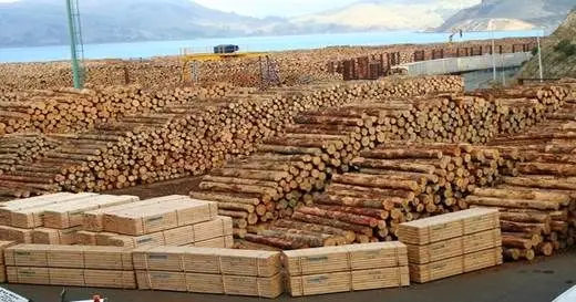 مهمترین معیار خرید انواع چوب روسی چوب ساسنا، یولکا، نراد