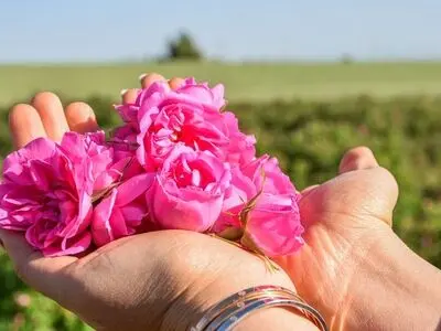 صادرات ۲ میلیون لیتر اسانس گل محمدی به ۹ کشور