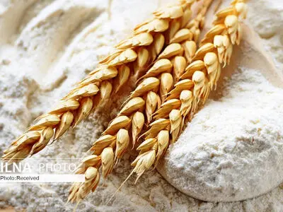 مصرف گندم پس از اصلاح یارانه‌ها ۳۰ درصد کم می‌شود