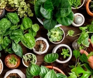 گیاهانی که استرس خانه را کم ما کنند 