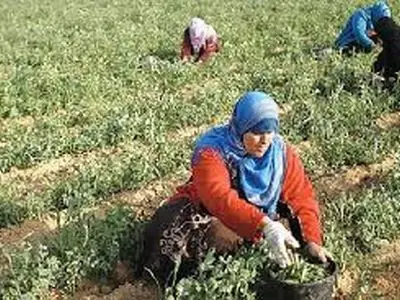 اختصاص12 هزار هکتار از اراضی زراعی استان زنجان به کشت محصول عدس/ پیش‌بینی برداشت 6 هزار تن عدس در استان