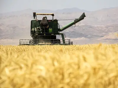سرقت گندم کشاورزان گلستانی با مدارک جعلی