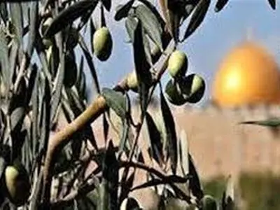 باغ‌های زیتون فلسطین رنگ خون گرفت +فیلم