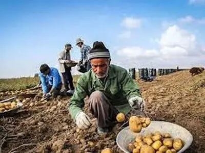 تولید ۱۰۰ هزار تن سیب‌زمینی مازاد بر مصرف در آذربایجان شرقی