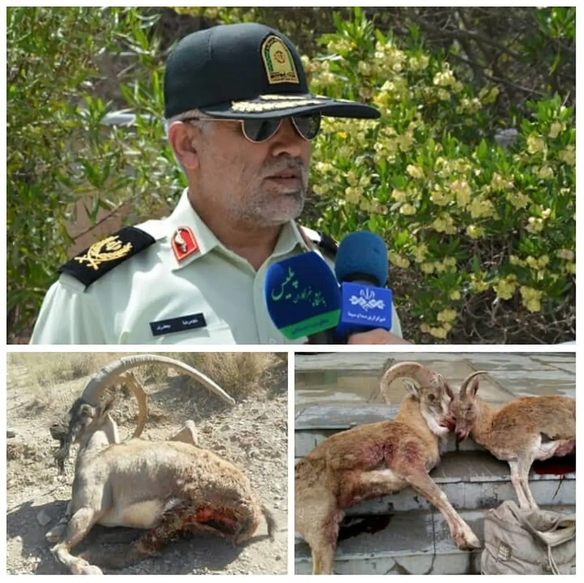 شکارچی غیرمجاز شکار شد 
