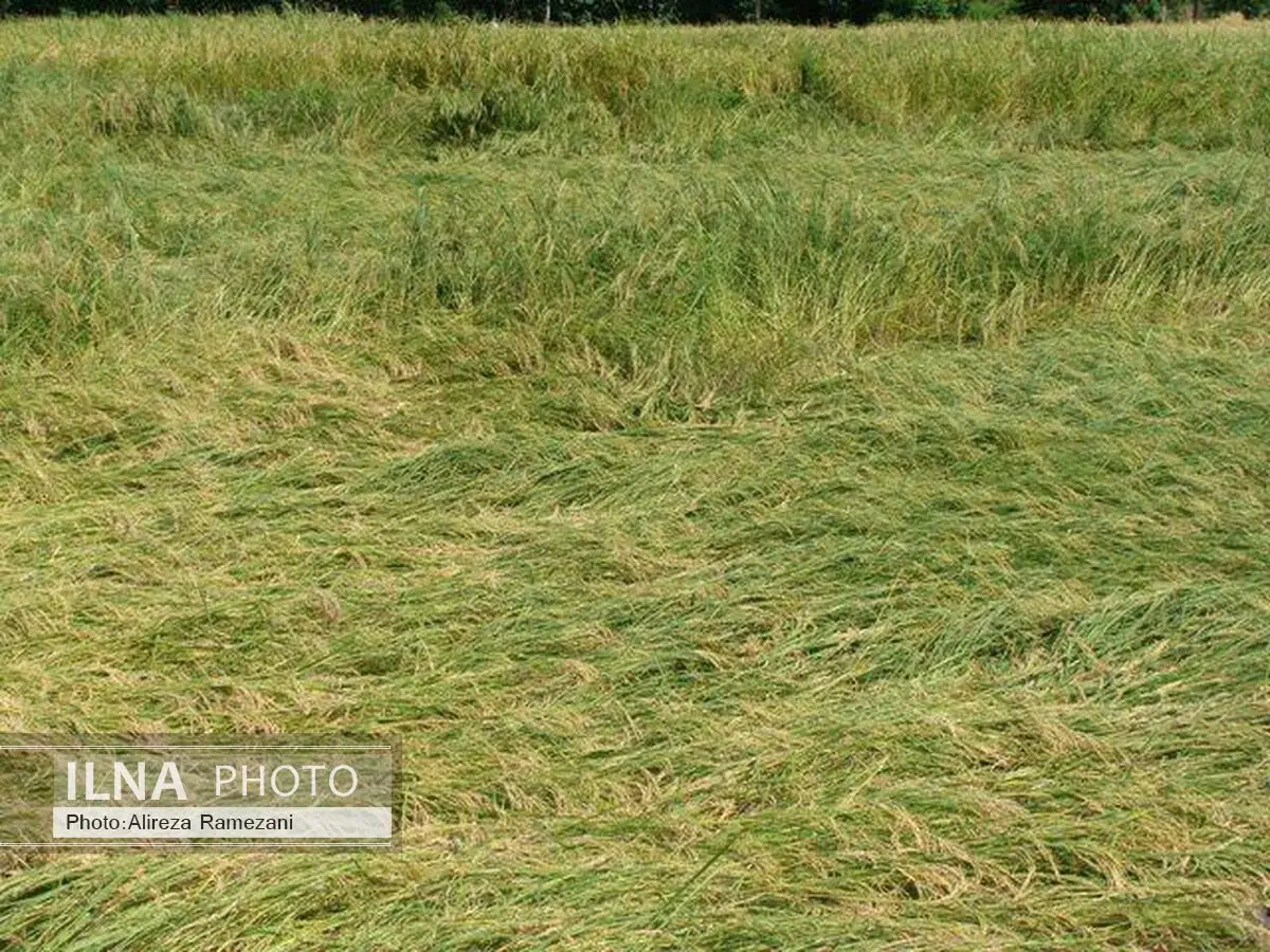 خوابیدگی شالی۱۵هزار هکتار از شالیزارهای آمل