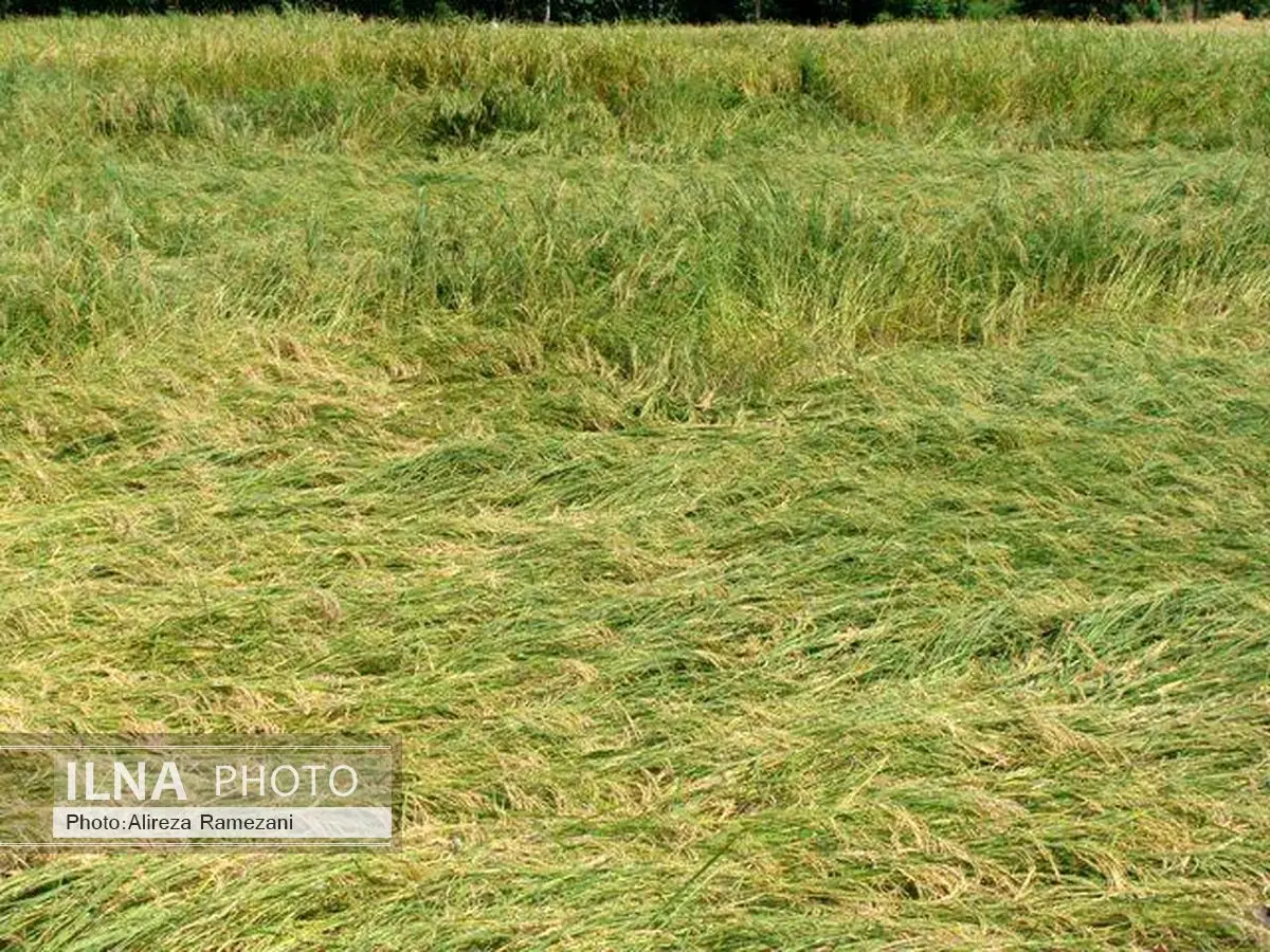 خوابیدگی شالی۱۵هزار هکتار از شالیزارهای آمل