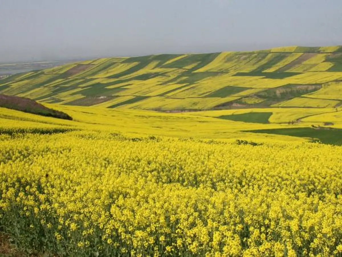 یک هزار تن کلزا با نرخ تضمینی در فارس خریداری شد 