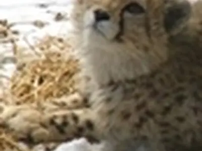یوزآسیایی به خوش‎ییلاق بازگشت