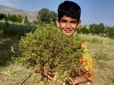 شناسایی  250 نوع گیاه دارویی در قزوین