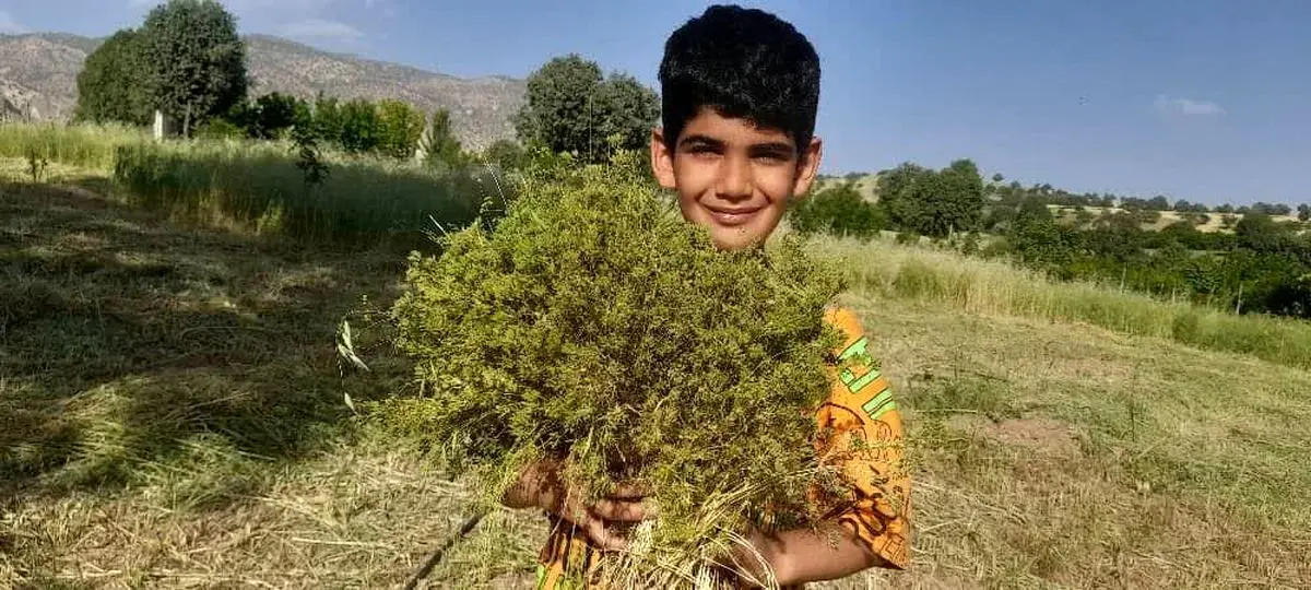 شناسایی  250 نوع گیاه دارویی در قزوین