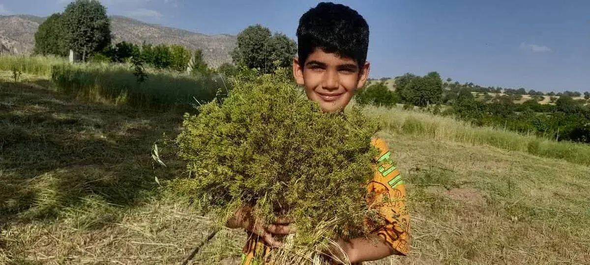 شناسایی  250 نوع گیاه دارویی در قزوین