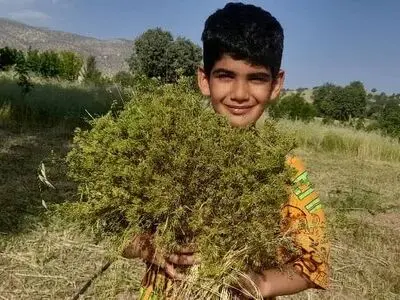 شناسایی  250 نوع گیاه دارویی در قزوین