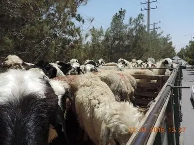 کشف ۱۱۰ راس دام قاچاق در استان یزد