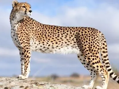 احتمال بارداری 90 درصدی یوز ماده مرکز تحقیقات یوزپلنگ آسیایی پارک توران سمنان