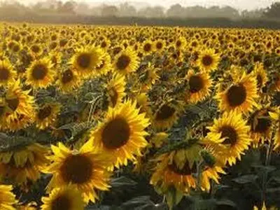 خرید تضمینی دانه روغنی آفتابگردان به 55 تن رسید