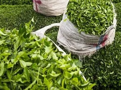 خریداری ۹۴ هزار تن برگ سبز چای از چایکاران شمال کشور