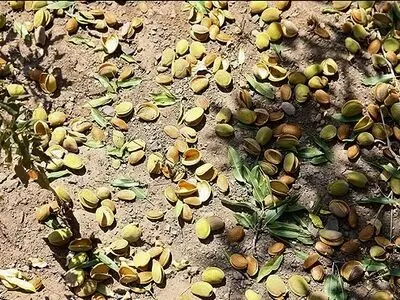  خشکسالی مهم‌ترین عامل محدود کننده عملکرد باغات بادام 