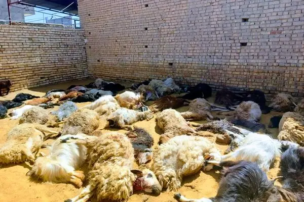حمله گرگ موجب تلف شدن  ۶۳ راس گوسفند در گلپایگان شد