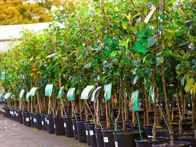 ضرورت توزیع نهال‌های استاندارد با کد امنیتی در استان مرکزی