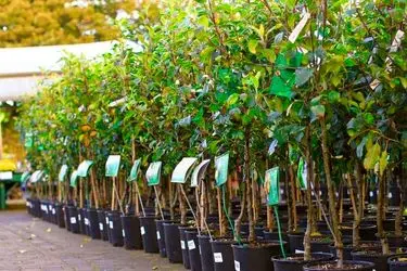 ضرورت توزیع نهال‌های استاندارد با کد امنیتی در استان مرکزی