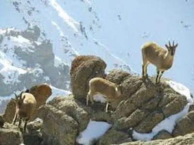 آغاز سرشماری زمستانه حیات وحش در مناطق تحت مدیریت استان 