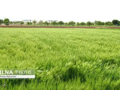 مقابله با خشکسالی نیاز به افزایش سرمایه‌گذاری دارد / لزوم افزایش کشت آبی گندم در ایران 