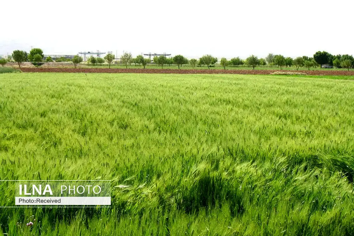 ۱۲۰ هکتار مزارع قائم شهر زیر کشت قراردادی گندم