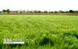 مقابله با خشکسالی نیاز به افزایش سرمایه‌گذاری دارد / لزوم افزایش کشت آبی گندم در ایران 
