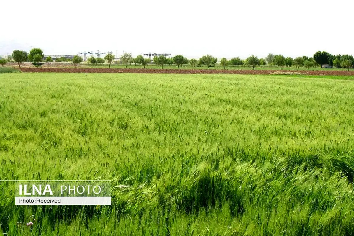 برنامه کشت گندم در قزوین برای سال زراعی جدید ابلاغ شد
