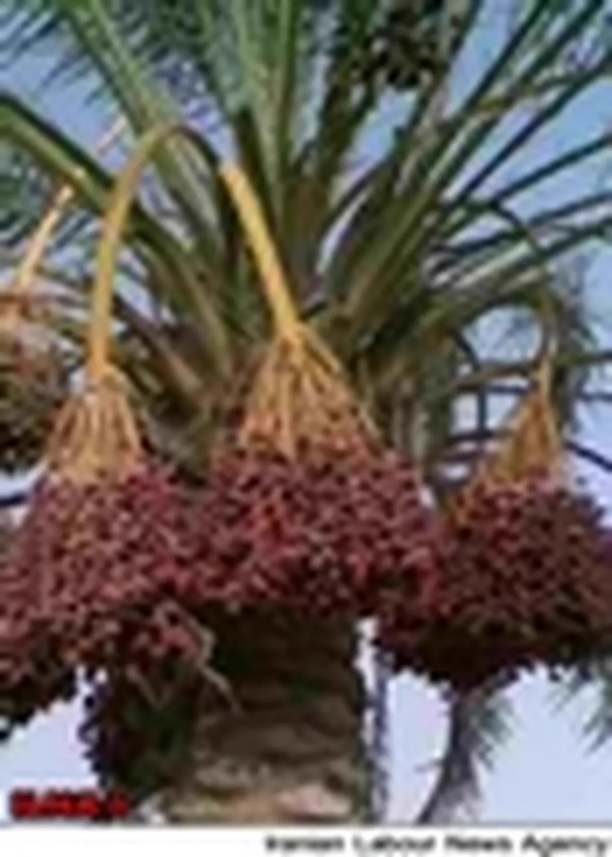 اختصاص چهل میلیارد ریال برای مبارزه با آفات زنجره خرما در شهرستان بم