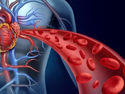 کدام خوراکی‌ها برای تقویت گردش خون موثرند؟