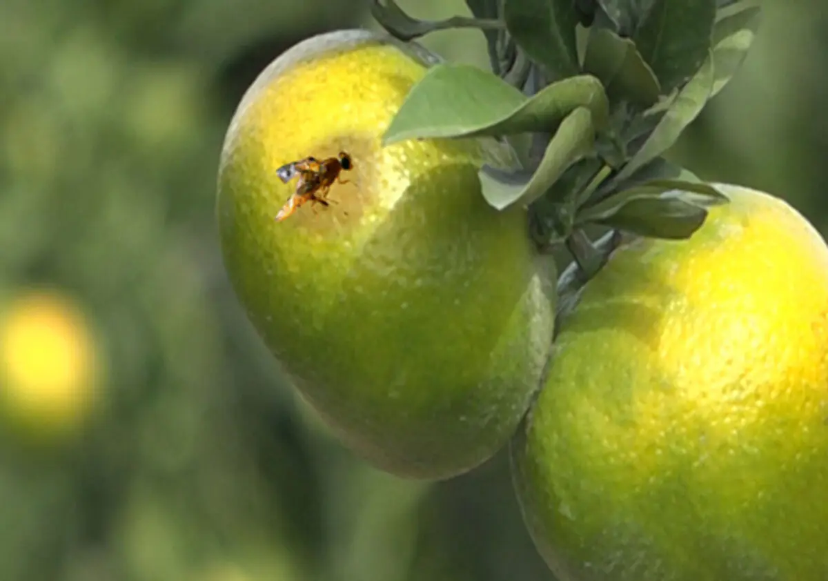 باغداران گلستانی مراقب مگس مدیترانه‌ای باشند؛ تاکید جهاد کشاورزی بر ردیابی و مبارزه به موقع با آفت