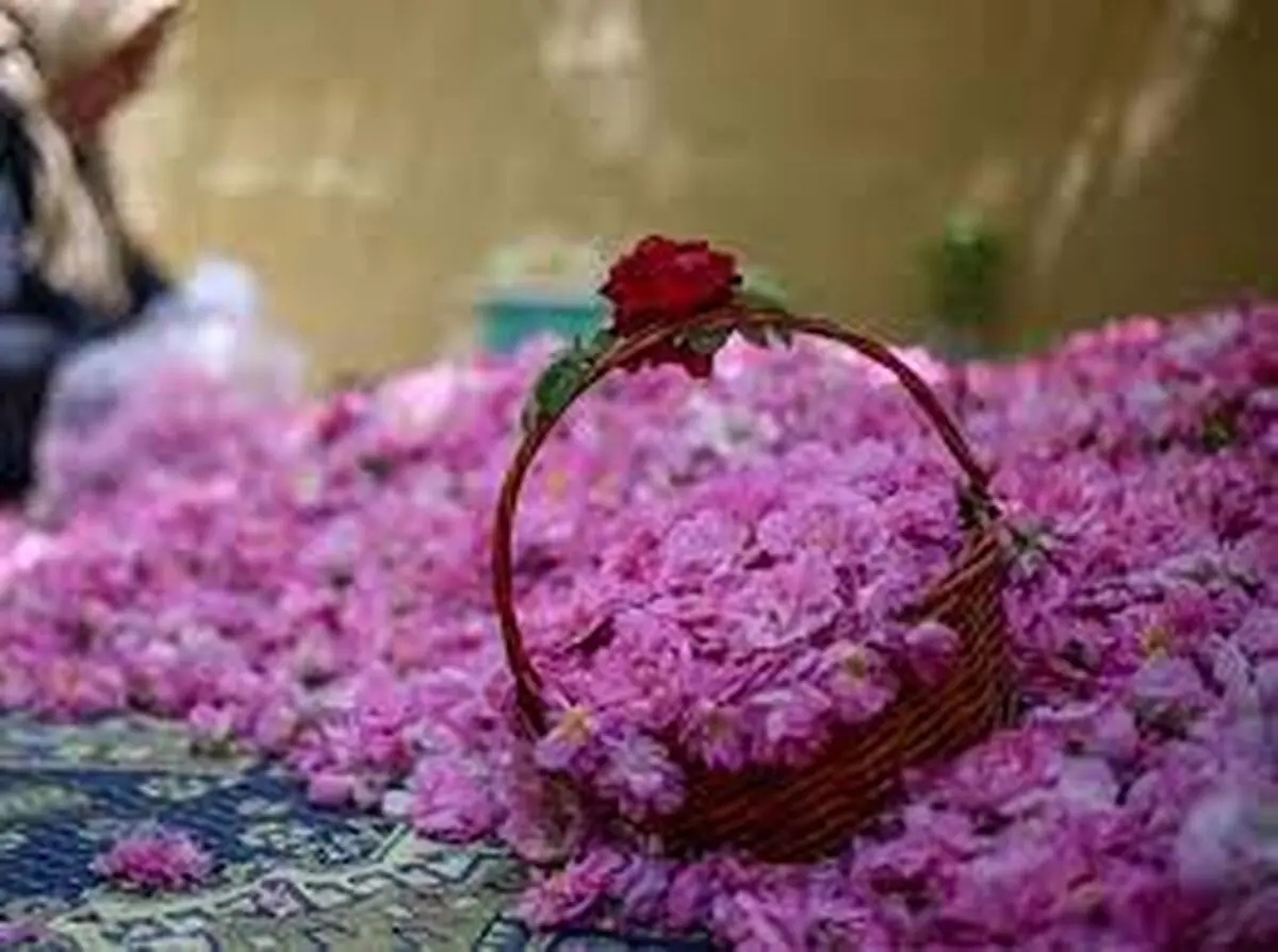 پیش بینی افزایش 12 درصدی تولید گل محمدی در شهرستان خمین